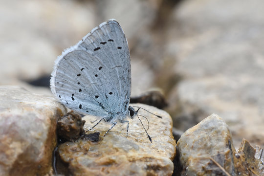 Holly Blue Butterfly On A Ground. Little Blue Butterfly Celastrina Argiolus