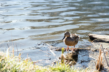 The ducks arrived in the spring. Ducks swim in the pond. Ducks near the shore. Female and male ducks. Beautiful plumage. Lake in the forest.
