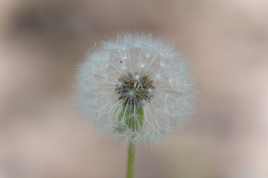 綿帽子 Images Browse 1 Stock Photos Vectors And Video Adobe Stock