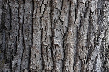 The bark of a tree is gray.