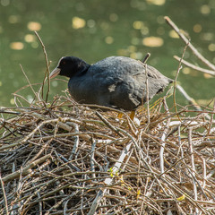 Blesshuhn auf ihrem Nest