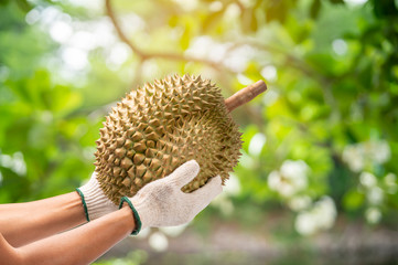 Gardener holding tasty organic yellow delicious durian on blur background, Durian on natural farm background healthy eating concept,