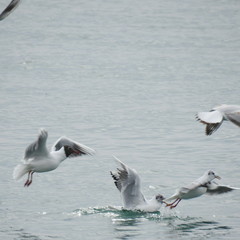 ballet of gulls