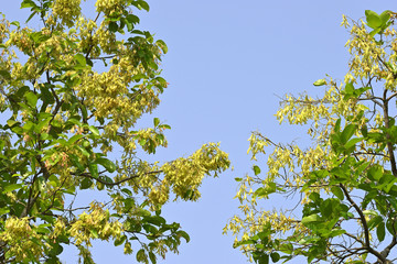 Fototapeta premium green leaves against blue sky