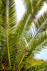 Fototapeta premium Green leaves of palm tree against blue sky, bottom view close up.