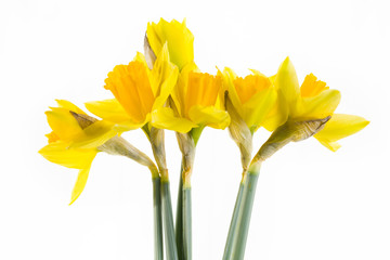 Wiosenne żółte kwiaty żonkila
