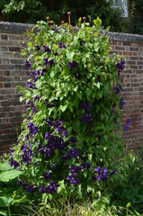 Fototapeta na wymiar Group of many delicate dark blue purple clematis flower in a cottage style British garden in a sunny spring day, beautiful outdoor floral background 