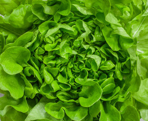 Lettuce close-up. Fresh organic salad leaves. Vegetables. Proper healthy dietary nutrition. Vegetarian and vegan cuisine. Culinary background. Selective focus