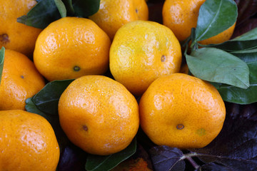 Mandarin oranges background