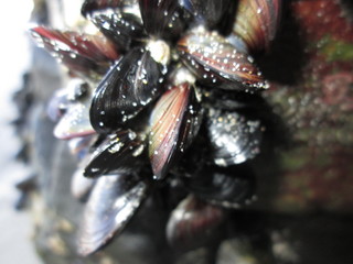 Mejillones en la playa de las Catedrales