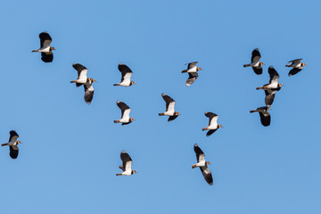 lapwing flock (vanellus vanellus) in flight in sunny blue sky
