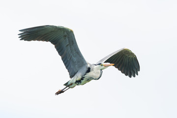 close-up isolated gray heron bird (ardea cinerea) in flight with spread wings