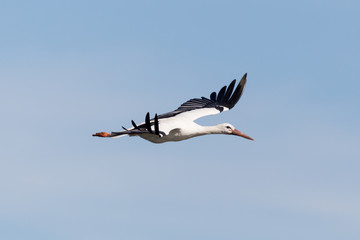 Fototapeta na wymiar side view white stork (ciconia ciconia) flying in blue sky with spread wings