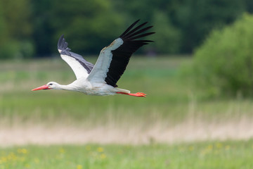 side view flying white stork (ciconia ciconia) with spread wings