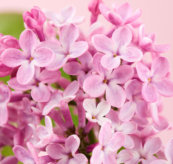 Fototapeta na wymiar bouquet of pink lilac on a pink background