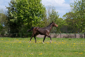 One stallion horse, at a sunny day. Galloping dressage horse stallions in a meadow. Breeding horses