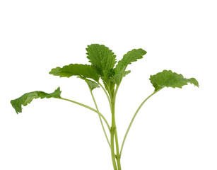 sprig of mint with green leaves on a white background