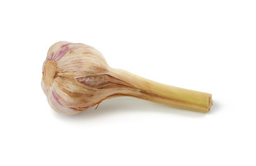 young garlic root isolated on white background, fragrant spice