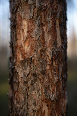 bark of a tree