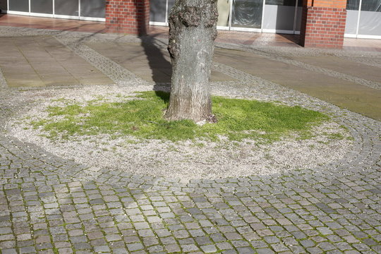 Baumstamm an einem Fu&szlig;weg gepflanzt , Deutschland, Europa