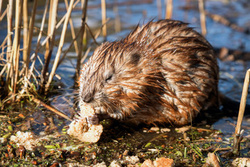 A wet muskrat sits on the shore of the lake and eats. Wet fur. Wildlife. Funny face.