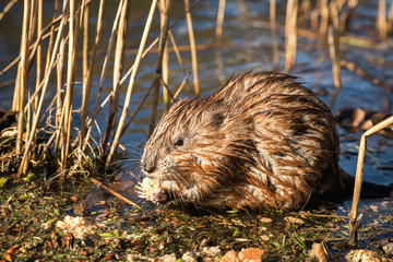 A wet muskrat sits on the shore of the lake and eats. Wet fur. Wildlife. Funny face.
