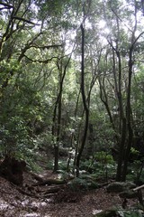 Naturaleza de Garajonay - La Gomera