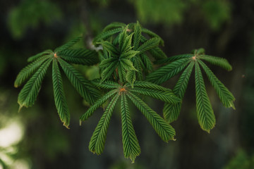 close up of nettle