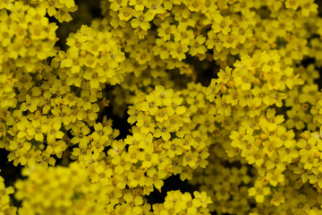 Obraz premium yellow flowers background