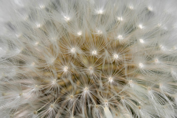 dandelion seed head