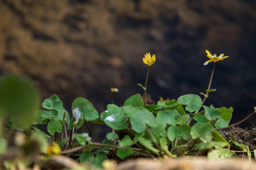 Colored Easter eggs on a light wooden table. Chicken eggs are painted for the Easter holiday.