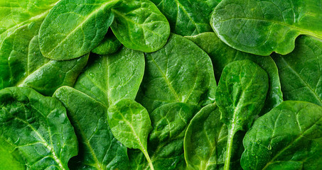Fresh green spinach, background with leaves, spinach texture