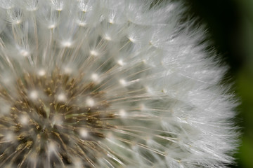 dandelion seed head
