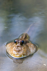a Giant mudskipper (Periophthalmodon schlosseri) in the pond of Singapore Sungei Buloh Wetland Reserve.
It lives in a burrow in the mud and emerges from the burrow at low tide on sunny days. 