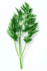 fresh dill on white background