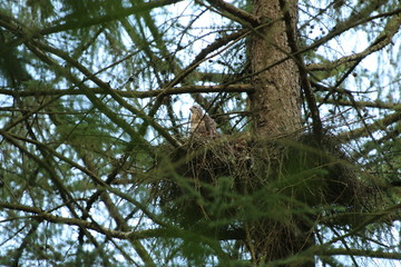 three young common buzzards in a nest