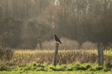 common buzzard on a pole