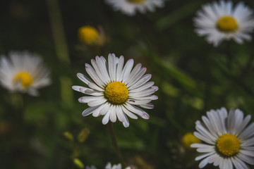 close up of daisies in a garden