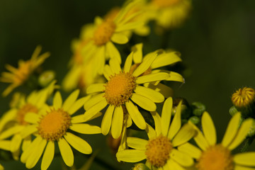 close up of a yellow dandelion flower