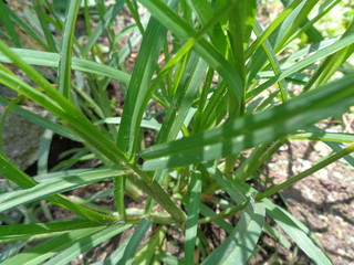 Close up green Eleusine indica (Indian goosegrass, yard grass, goosegrass, wiregrass, crow foot grass, lulangan). This plant is a species of grass in the family Poaceae. It is a small annual grass.