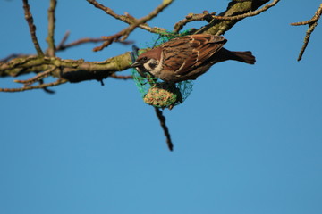 sparrow on a branch