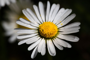 daisy flower closeup