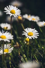 Fototapeta premium close up of daisies in the garden