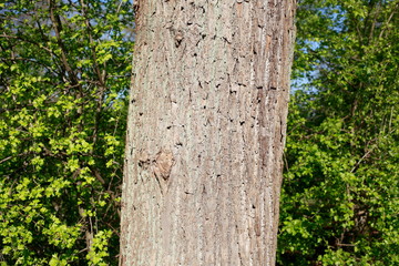 Baumstamm, grüne Pflanzen als Hintergrund, Frühling, Deutschland, Europa