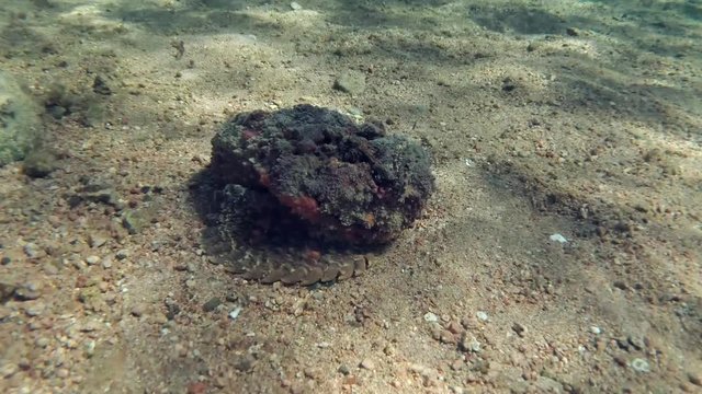  Portrait of Reef Stonefish (Synanceia verrucosa) lies on a pebble bottom. Close-up,Camera zooming. Red Sea, Egypt