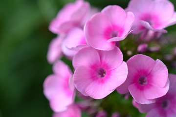 Fototapeta na wymiar Bright inflorescences of a Phlox flower, macro, close-up, background, texture, summer Sunny day
