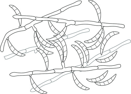 Structure of Fusarium