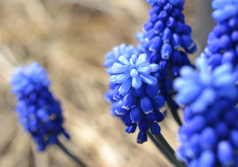 Incredible blue columns inflorescences of flowers muscari