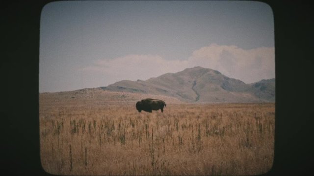 A lone bison buffalo standing in the middle of a field on Antelope Island, near the Great Salt Lake, UTAH with mountain peaks in the background. VINTAGE FILM. 