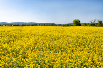 Obraz premium Ripened rapeseed on a field in western Germany, in the background a blue sky, natural light.